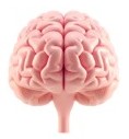 brain